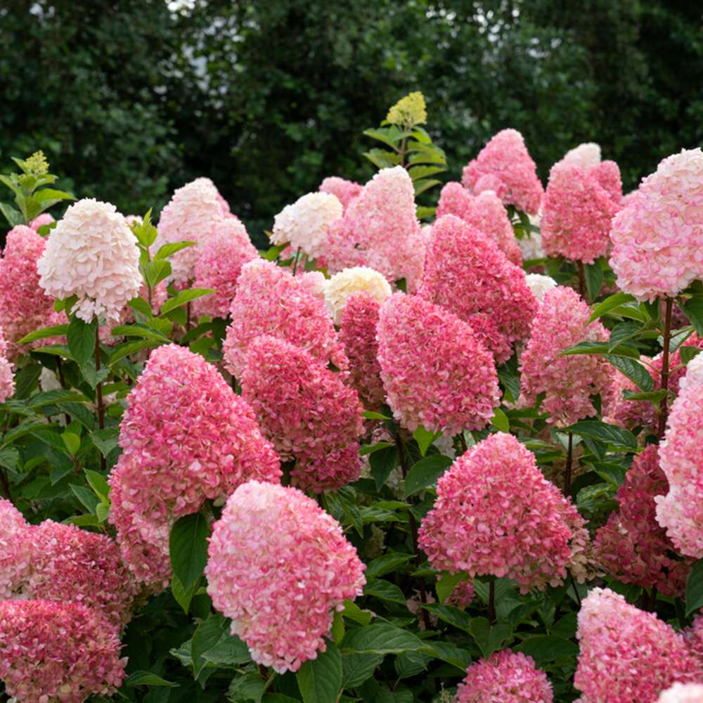 Hortensia 'Living Pink & Rose'